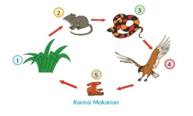 Pentingnya Rantai makanan