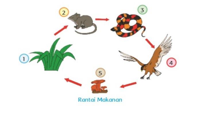 Pentingnya Rantai makanan
