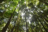 Dampak pentingnya hutan