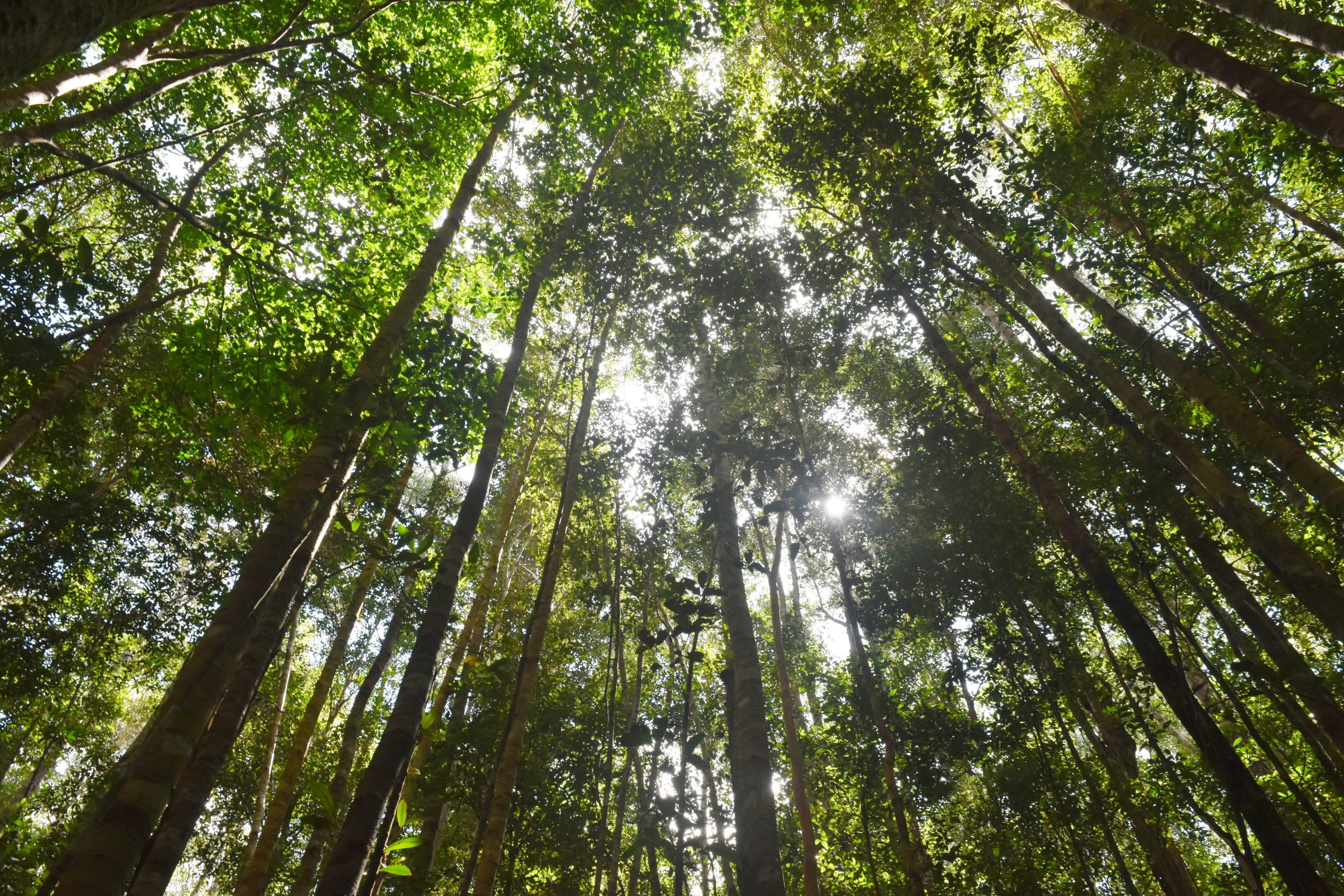 Dampak pentingnya hutan