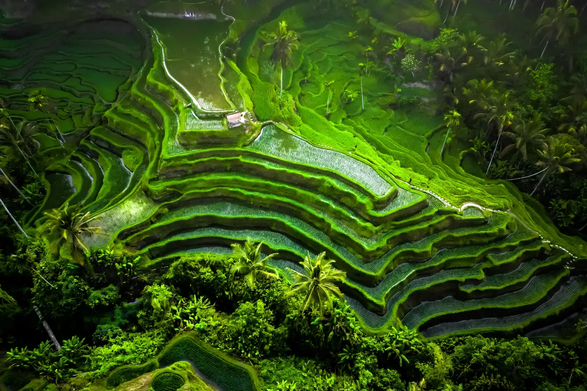 Sistem Subak Bali