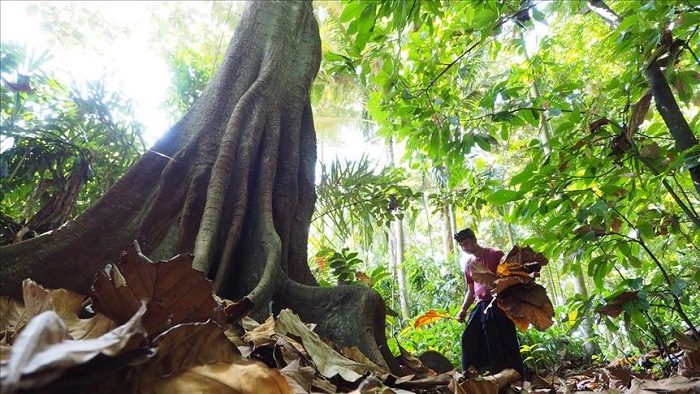 Peran Hutan Adat
