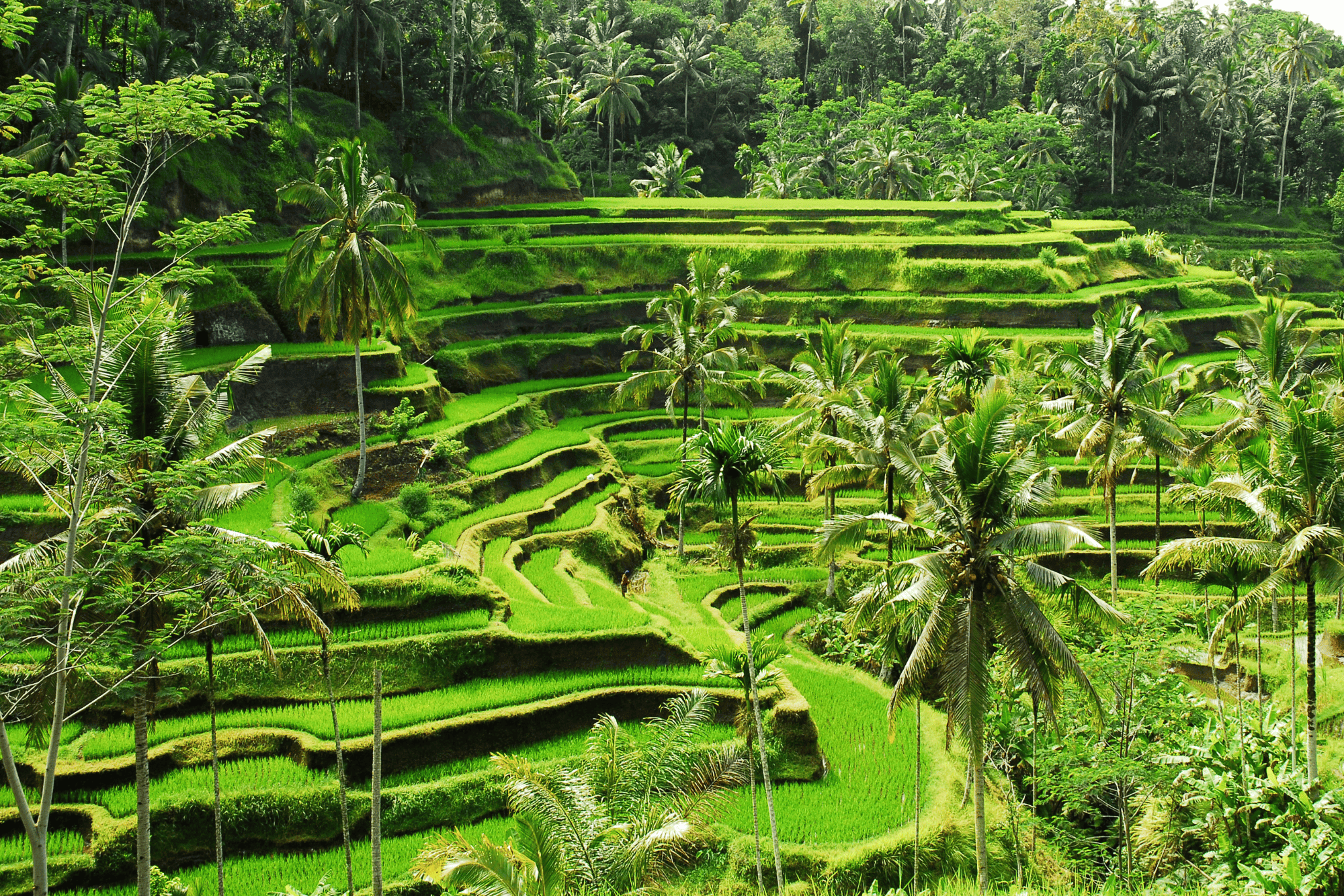 Destinasi ekowisata