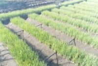Teknologi hemat air