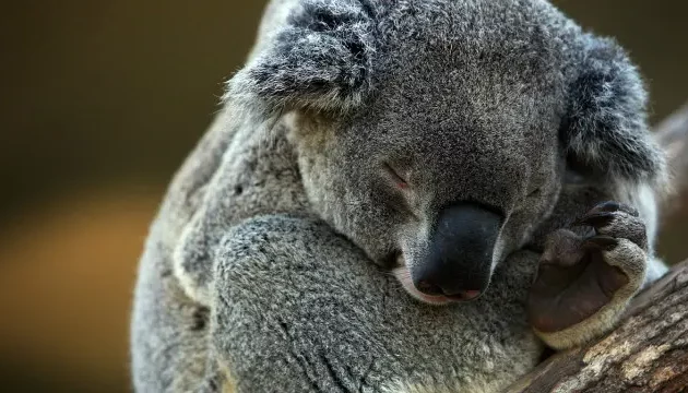 Pola Unik Tidur Hewan