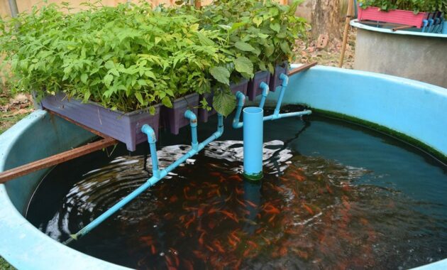 Mengenal sistem Aquaponik