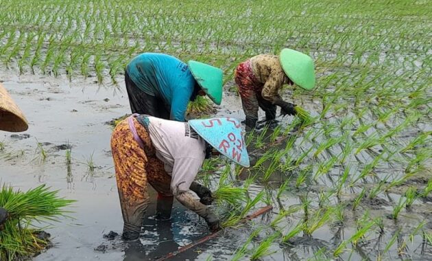Teknik Panen yang Benar agar Mendapatkan Hasil Maksimal