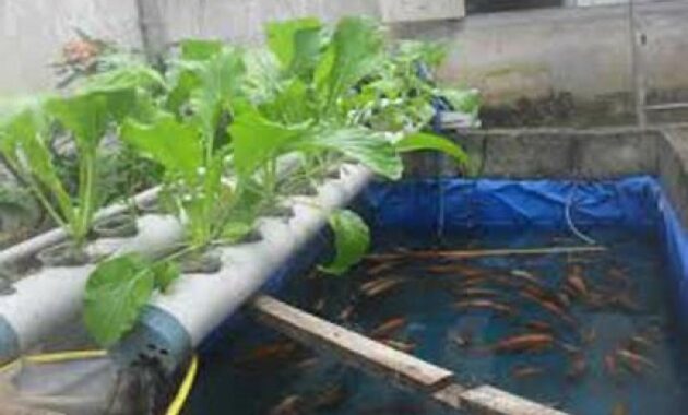 Jenis Ikan dan Tanaman yang Cocok untuk Aquaponik