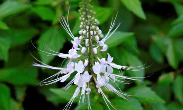 Menanam Tanaman Herbal