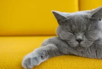 Pola tidur hewan