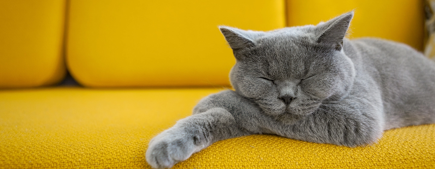 Pola tidur hewan