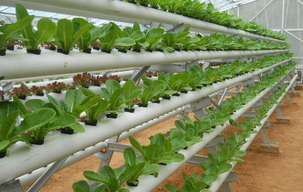 Membuat Kebun Organik: Cara Mudah Berkebun Sehat di Rumah