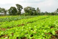 Membuat kebun organik
