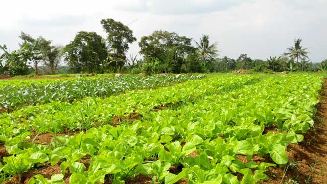 Membuat kebun organik