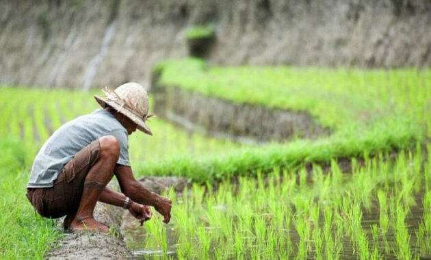 Cara Mengurangi Penggunaan Pestisida dan Pupuk Kimia