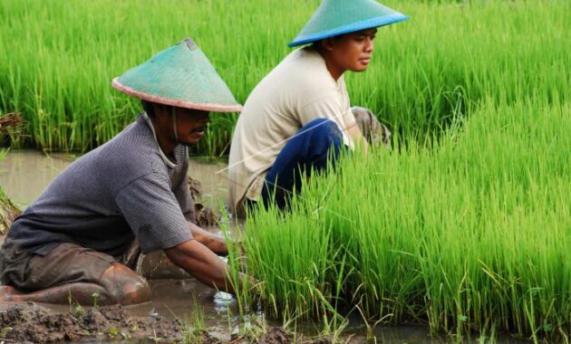 Cara Efektif Menanam Padi