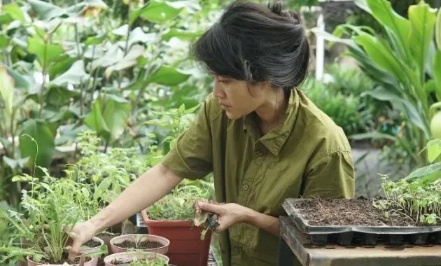 Tips Menghemat Air dalam Menanam Sayuran di Musim Kemarau