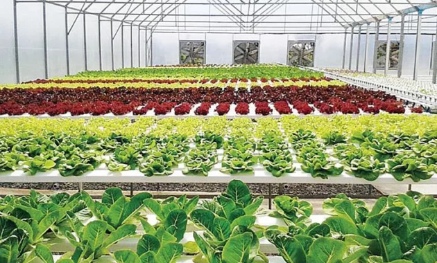 Memilih Tanaman yang Cocok untuk Kebun Organik