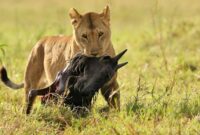 Peran Predator dalam Ekosistem