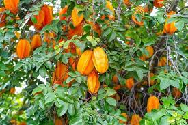Menanam Pohon Buah