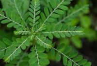 Menanam tanaman herbal