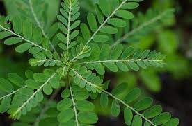 Menanam tanaman herbal