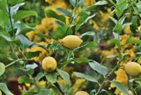Menanam pohon buah