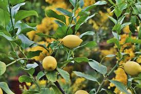 Menanam pohon buah