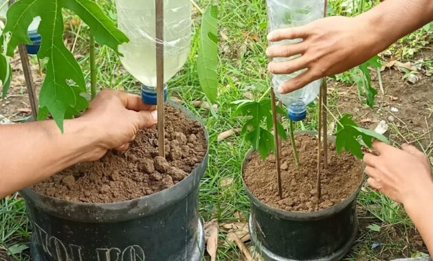Cara Membuat Irigasi Tetes untuk Menghemat Air