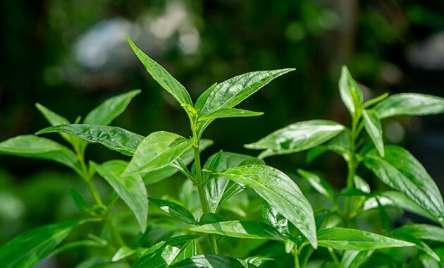 Manfaat Kesehatan dari Tanaman Herbal yang Bisa Anda Tanam