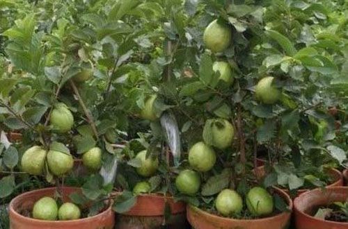 Meningkatkan Kualitas Udara dan Menyerap Karbon