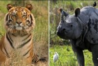 Harimau dan badak