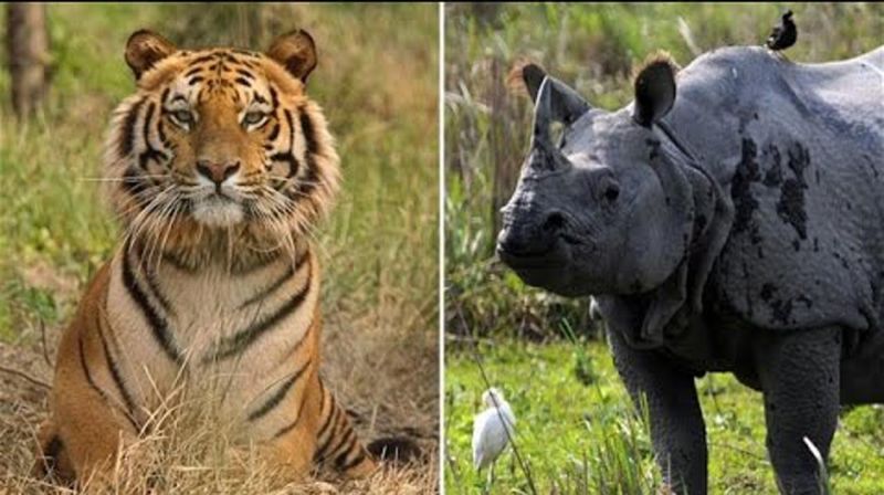 Harimau dan badak