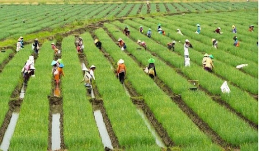 Bagaimana Kita Bisa Menanam Tanpa Merusak Alam