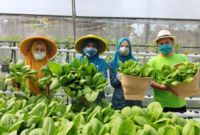 Metode urban farming