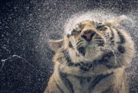 Efek slow motion