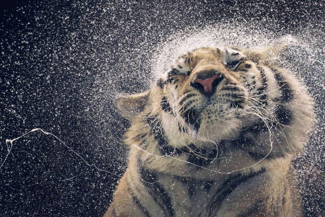 Efek slow motion
