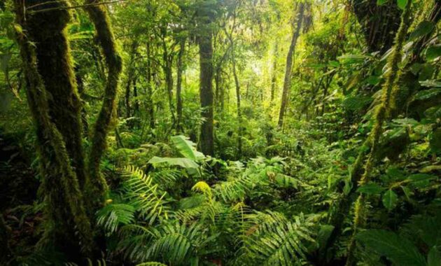 Hutan Hujan Tropis