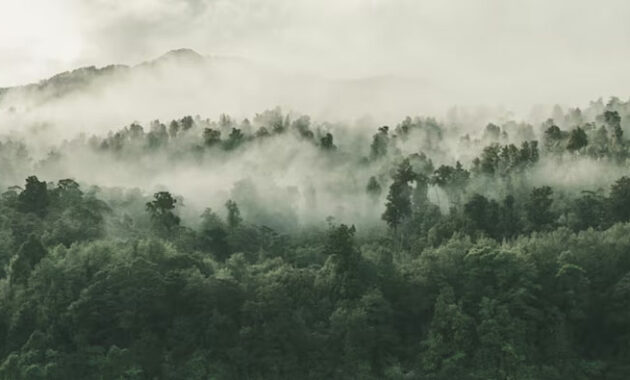 Ancaman Deforestasi dan Penyelamatan Hutan