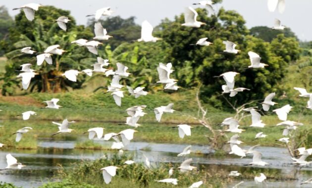 Menurunnya Populasi Burung Langka