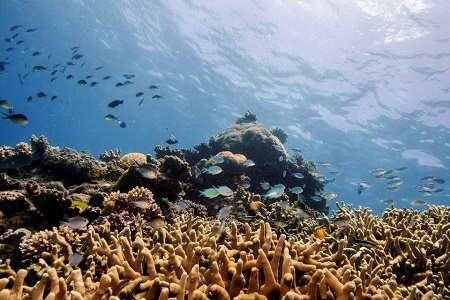 Laut bagi Kehidupan
