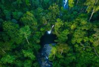 Hutan hujan tropis
