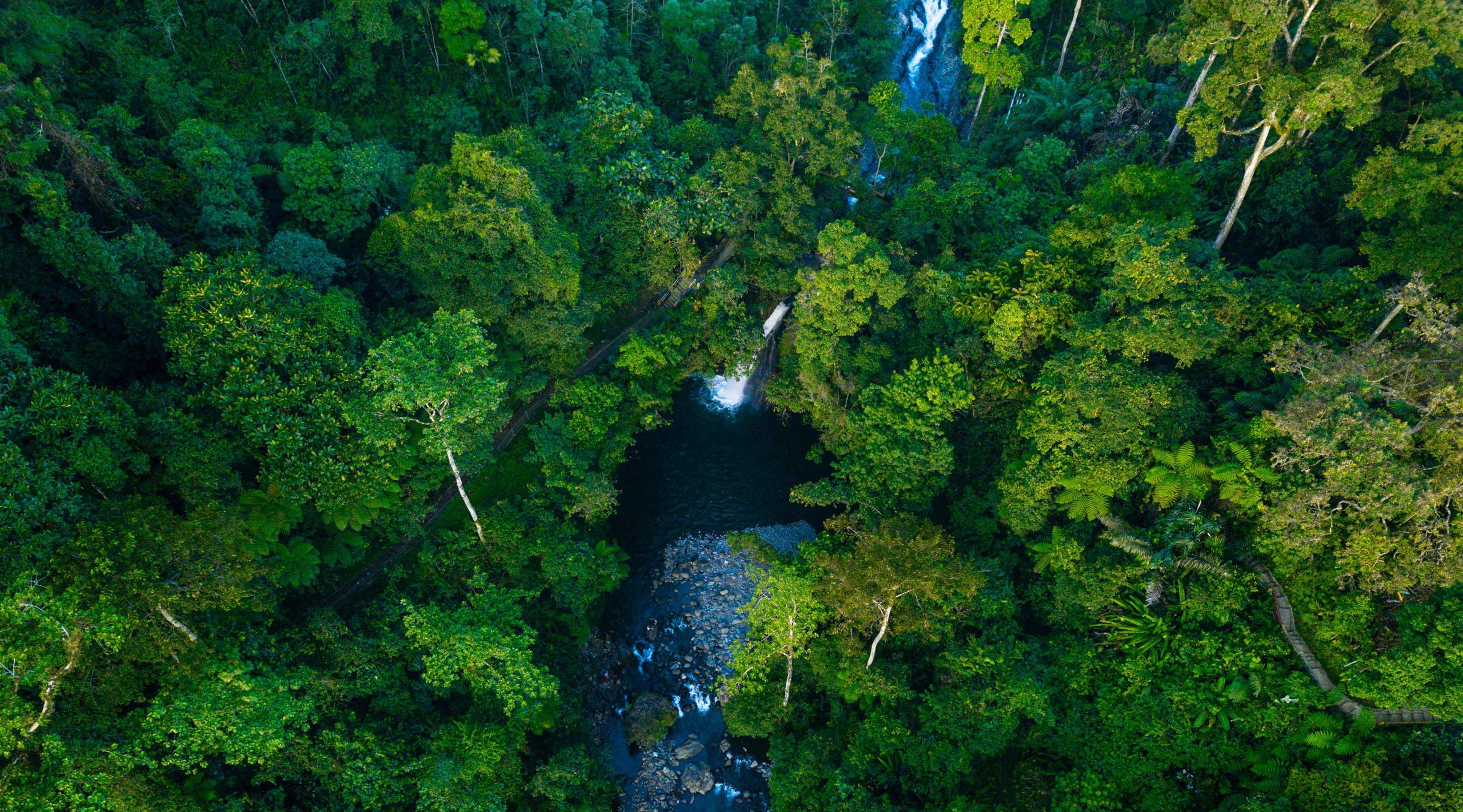 Hutan hujan tropis
