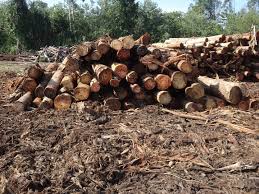 Penebangan hutan secara liar