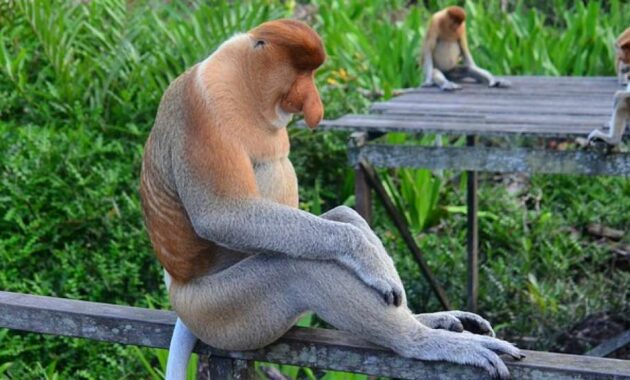Penyebab Kelangkaan dan Punahnya Spesies