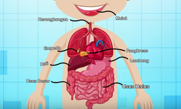 Fungsi Masing-masing Organ Pencernaan