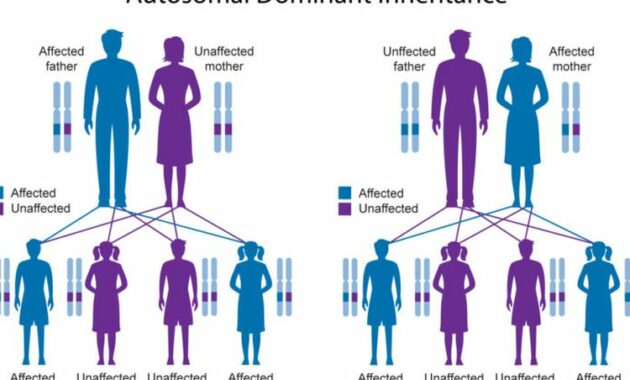 Struktur dan Fungsi DNA