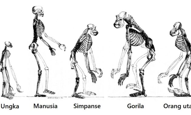 Peran Evolusi dalam Keanekaragaman Hayati