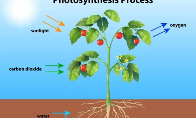 Dampak Fotosintesis terhadap Lingkungan