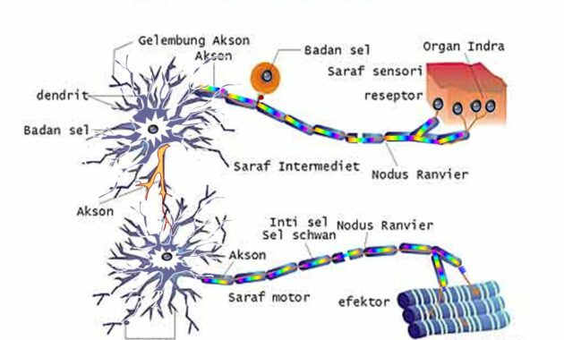 Struktur dan Fungsi Sistem Saraf